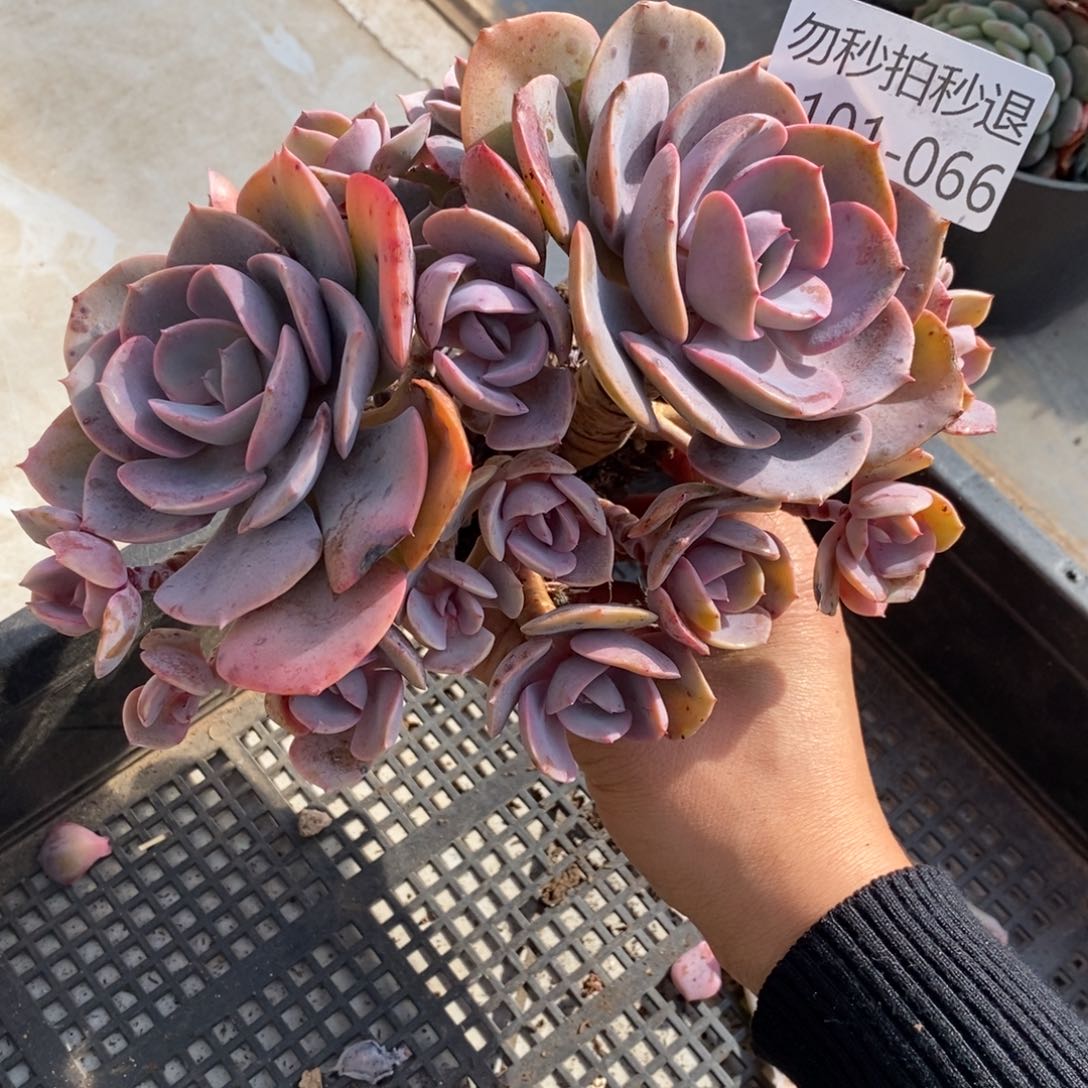 两单包邮0102-66尘埃