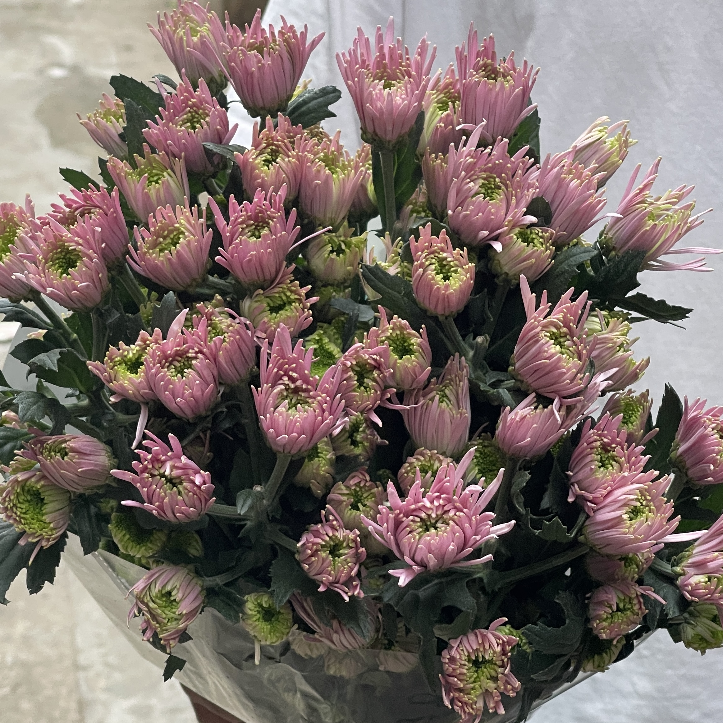 粉色烟花菊 小菊10枝 全店任意5单一个运费