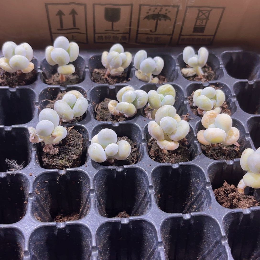 小穴苗奶酪2米2颗