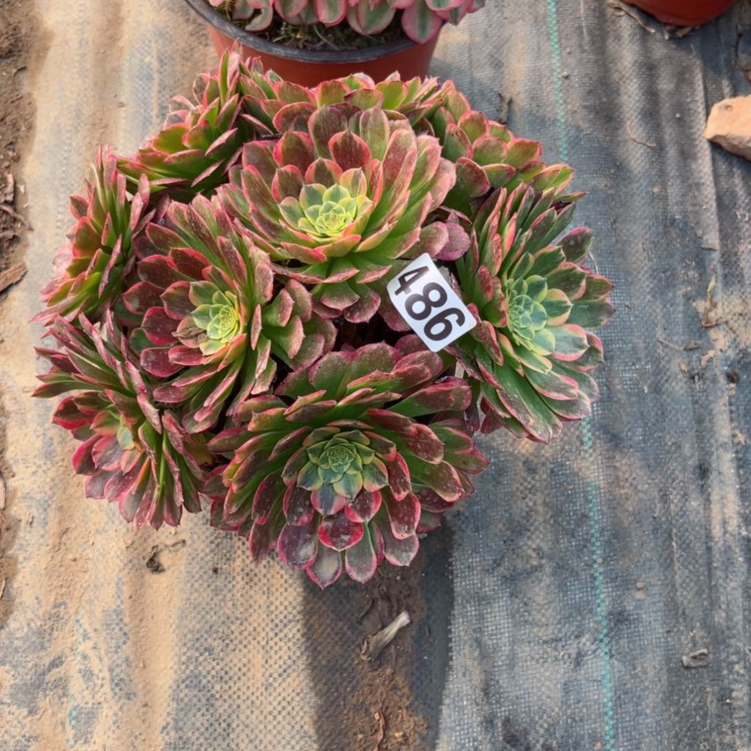 486朝霞锦多肉法师