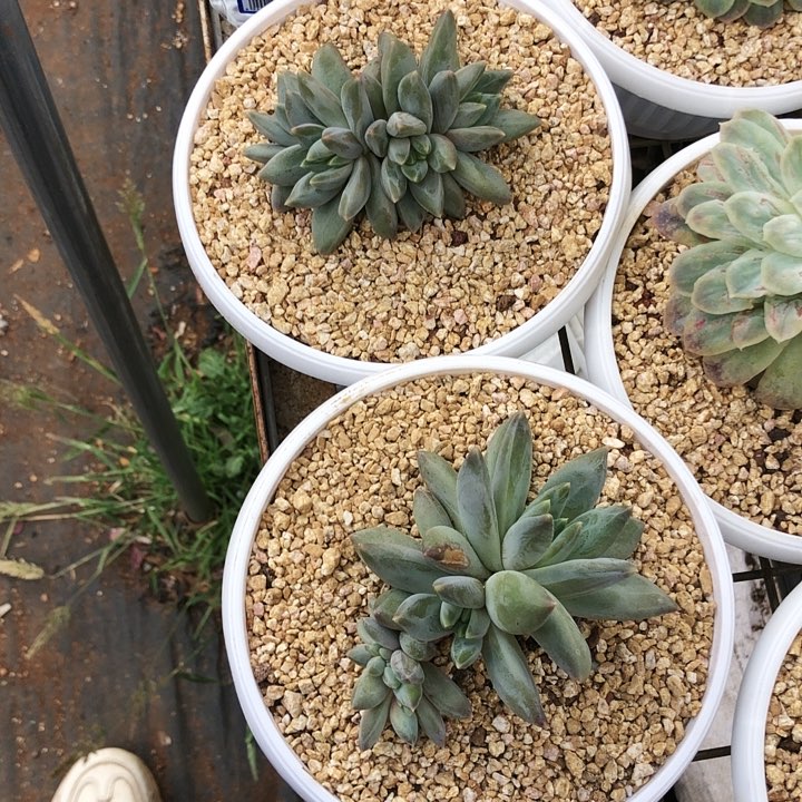 重楼缀化多肉植物