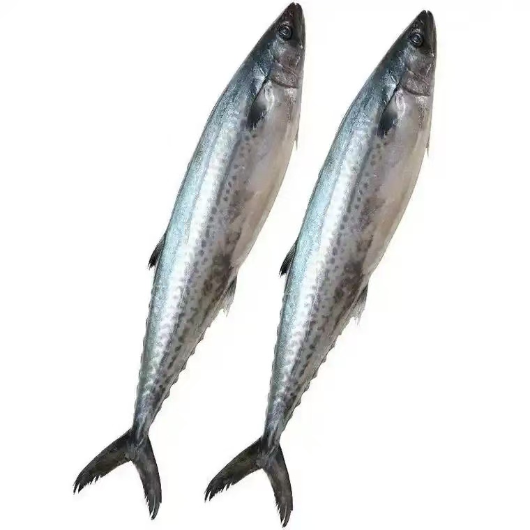 【小鲅鱼】 青岛新鲜海捕鲅鱼燕尾鲅蓝点马鲛 鲜鱼速冻顺丰包邮5斤