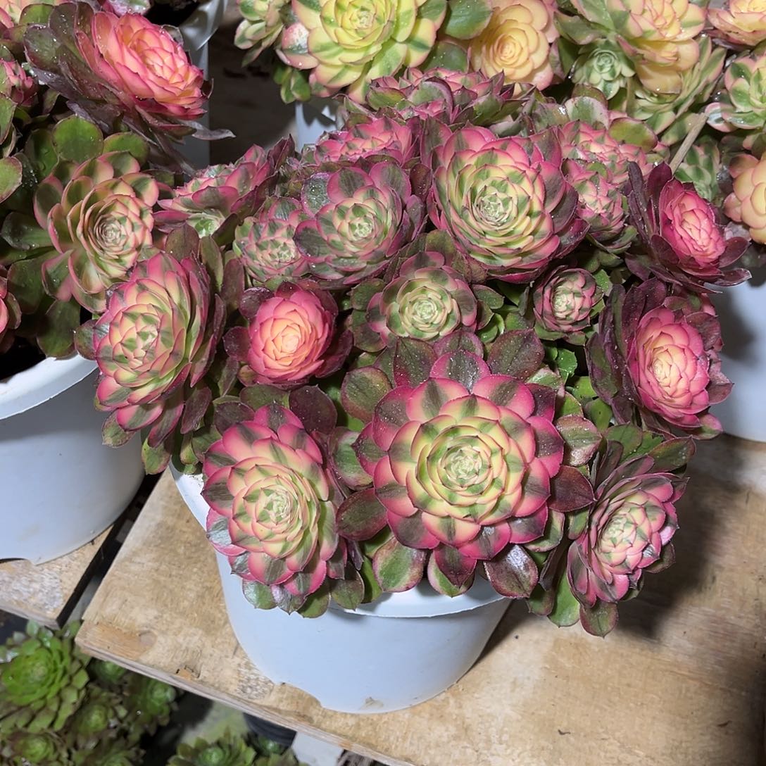 荔枝法师朵朵漂亮漂亮