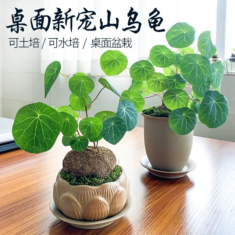 精选云南红藤山乌龟土培水培金不换净化空气适合庭院阳台