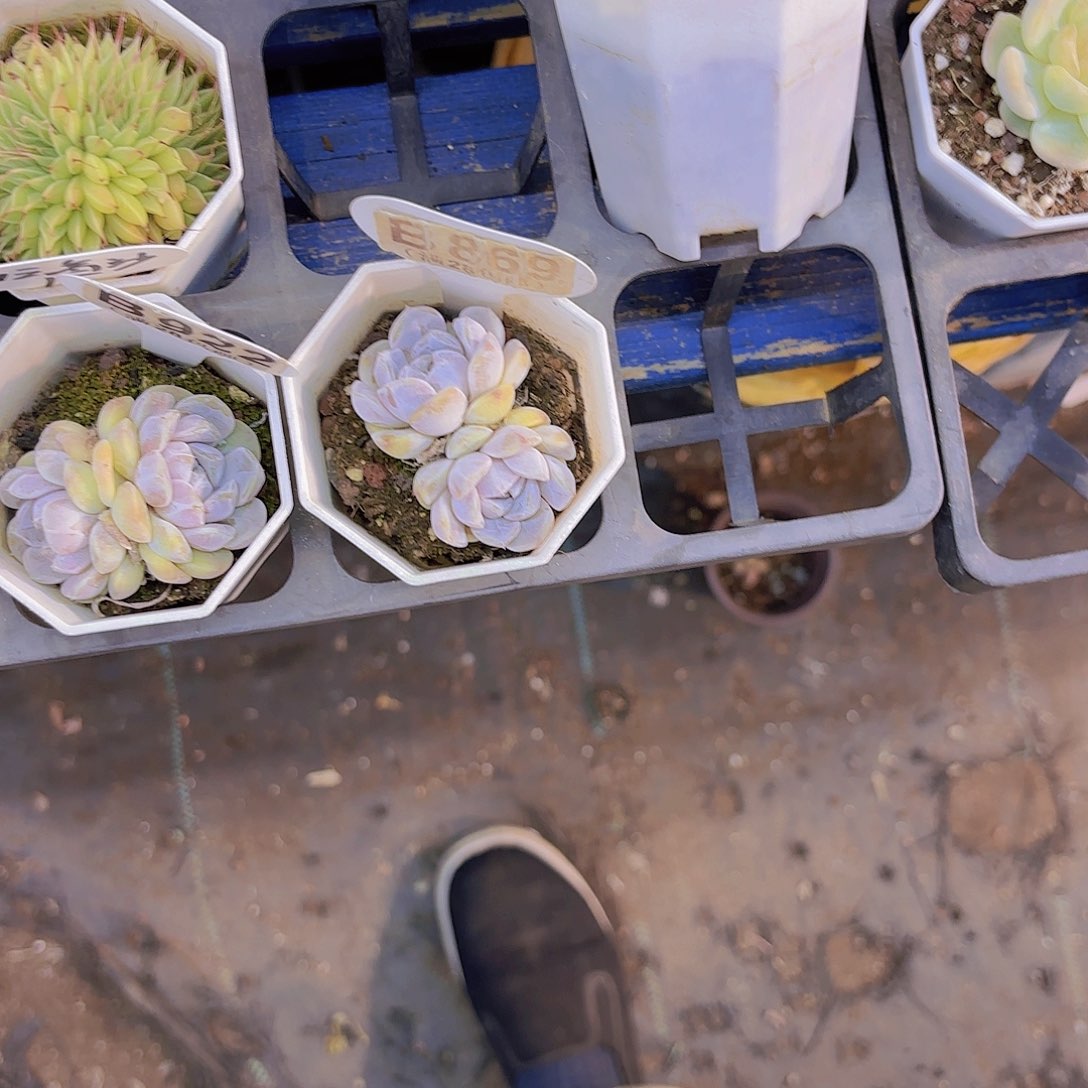 千*B869汉堡一物一拍