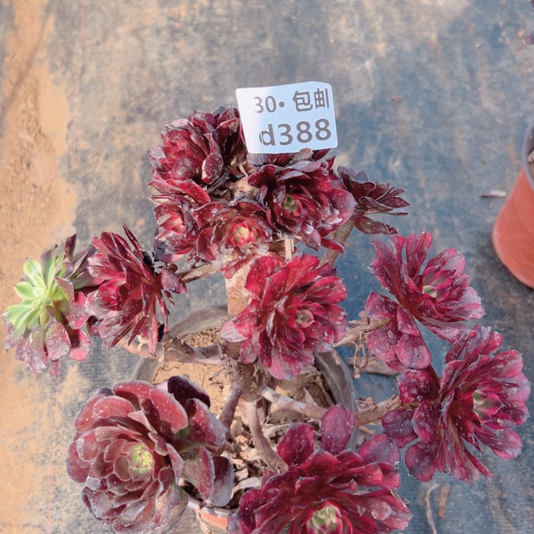 388美姬多肉法师