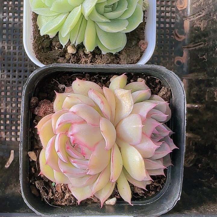 花时光精品多肉44