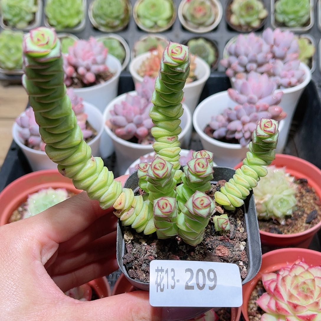 花利美13-209钱串