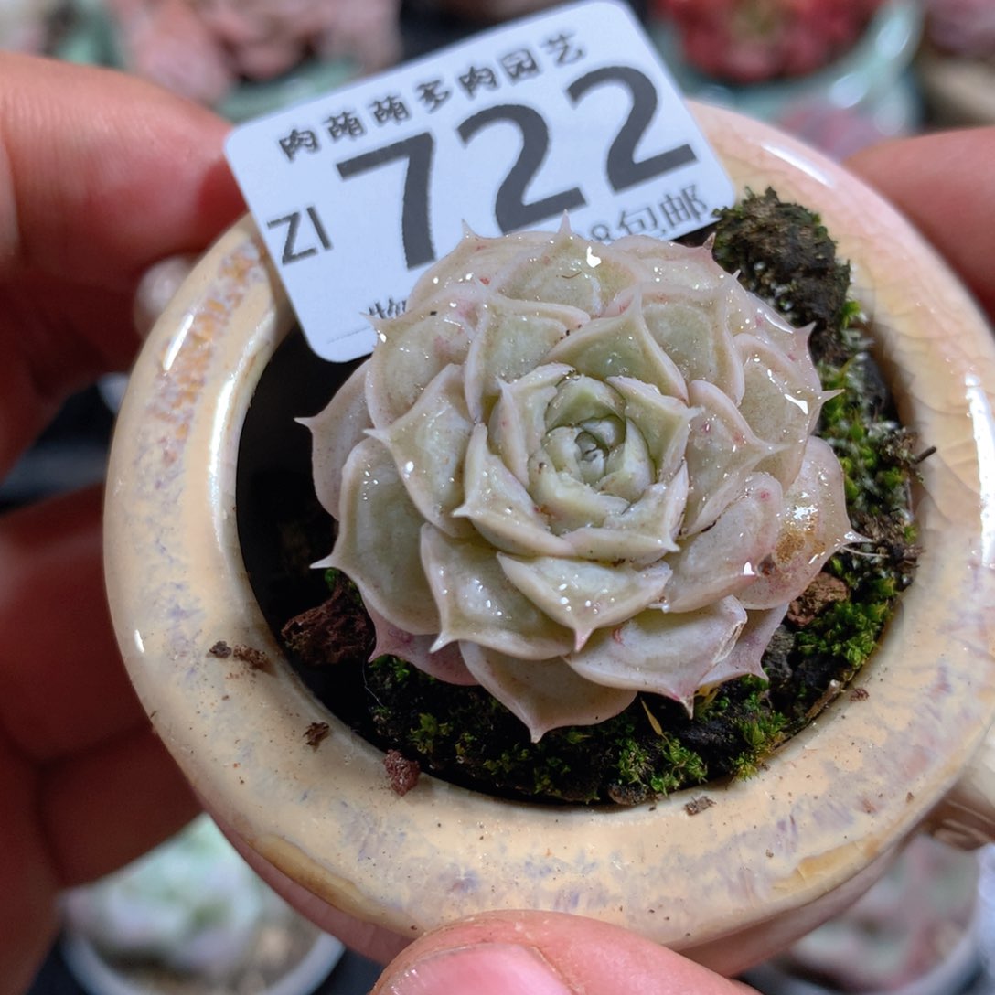 5CM拇指盆精控多肉ZI722