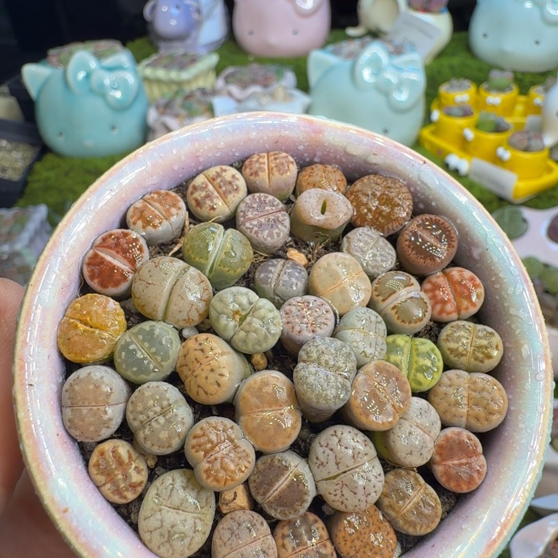 多肉植物福利冲冲532