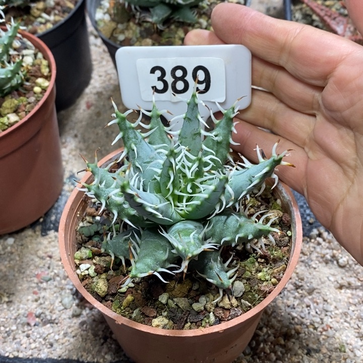 乌***朵福利黑魔殿！！！！