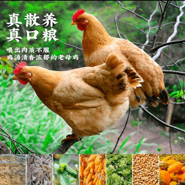 【3年老母鸡】土鸡农家散养溜达草鸡