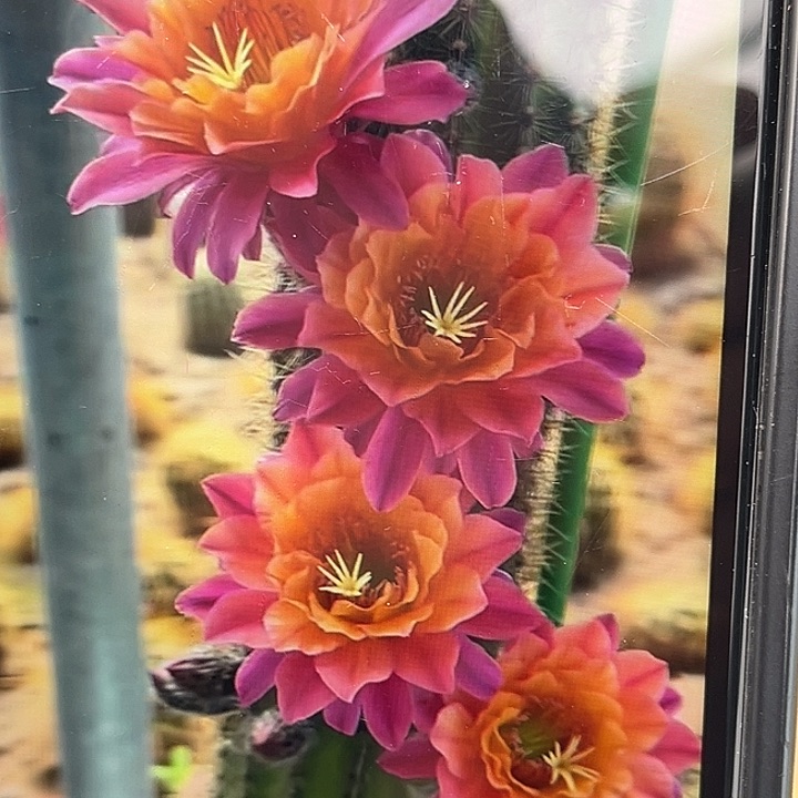 金妞时光12厘米带根带花苞