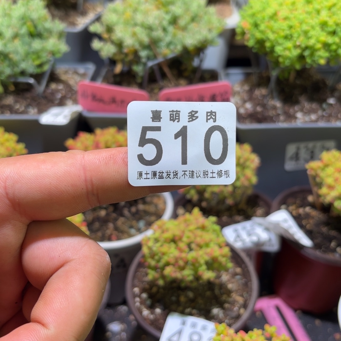 佳***人随机送小肉肉510-