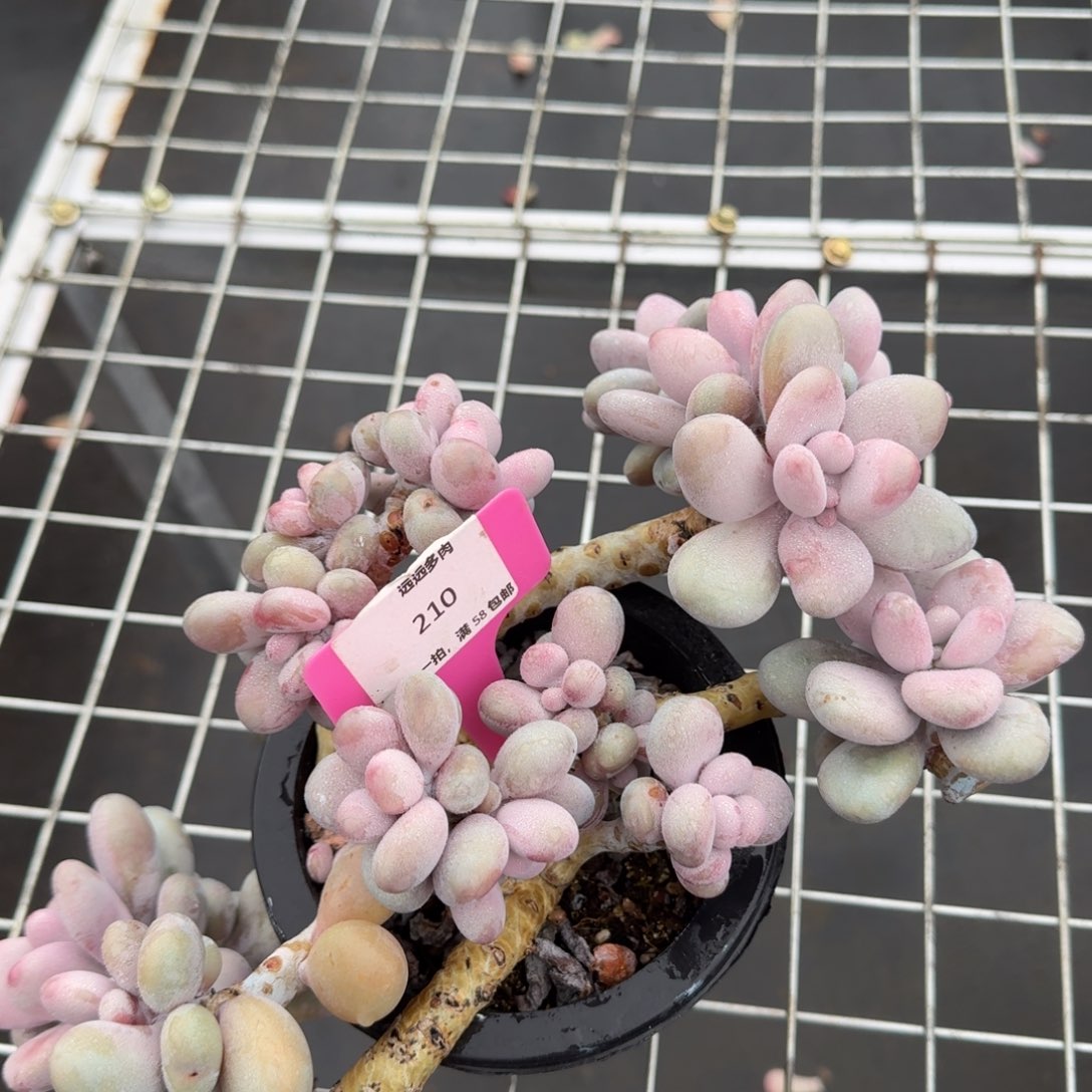 210桃蛋肉肉肉肉肉