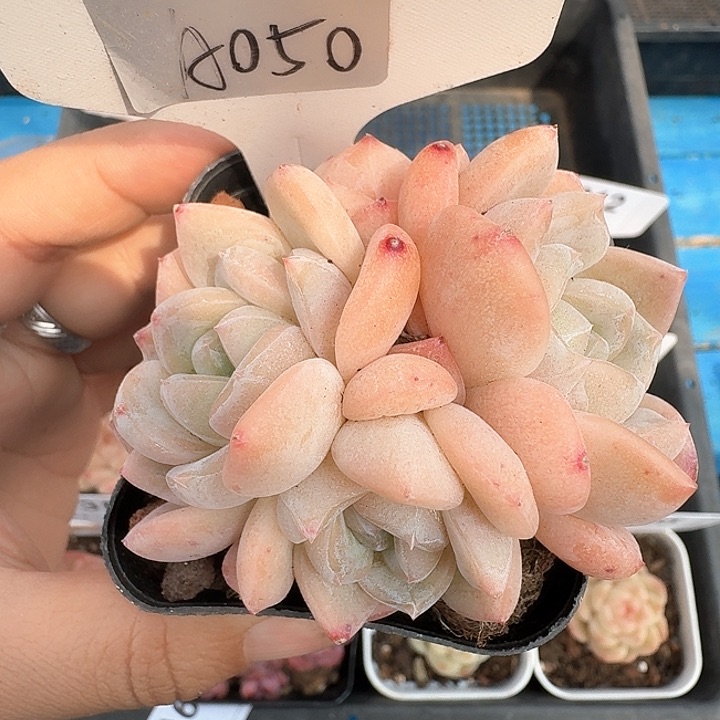 冰玉杂交多肉植物050