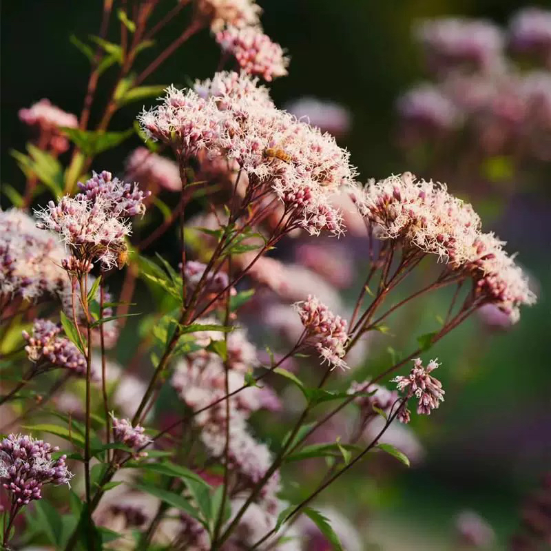 大麻叶泽兰盆栽 佩兰花镜植物 庭院阳台多年生宿根植物耐热耐寒