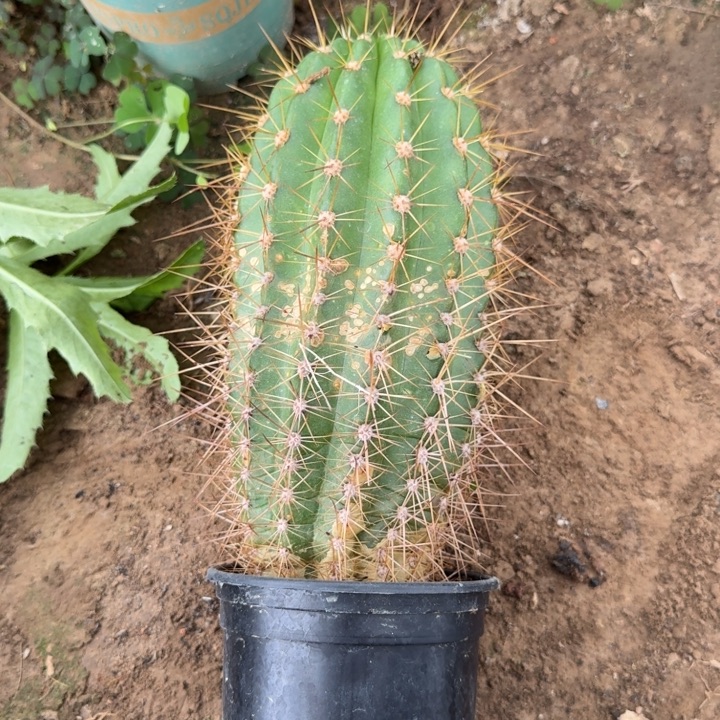 325新品毛花柱带盆发货斑