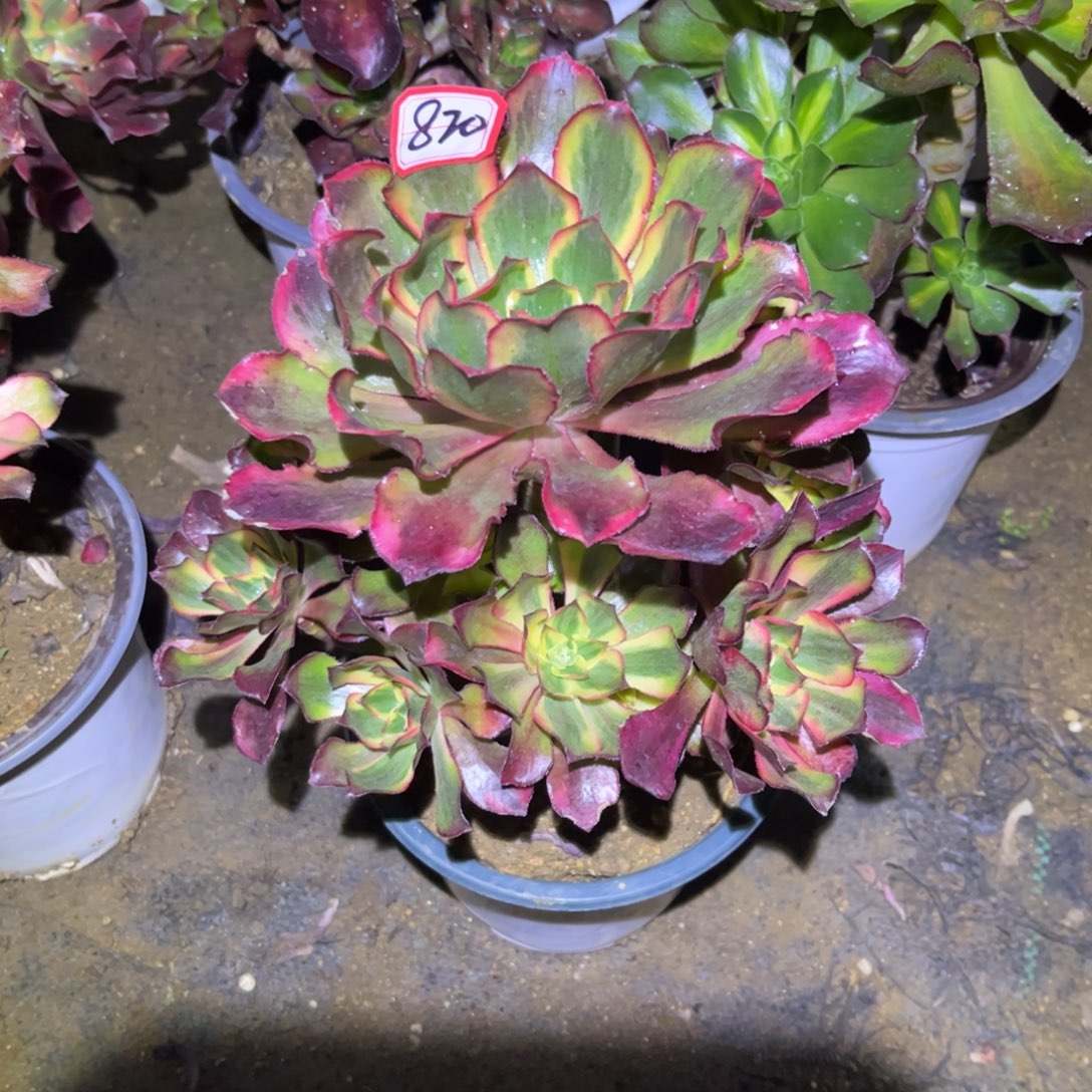 820多肉植物魅影法师