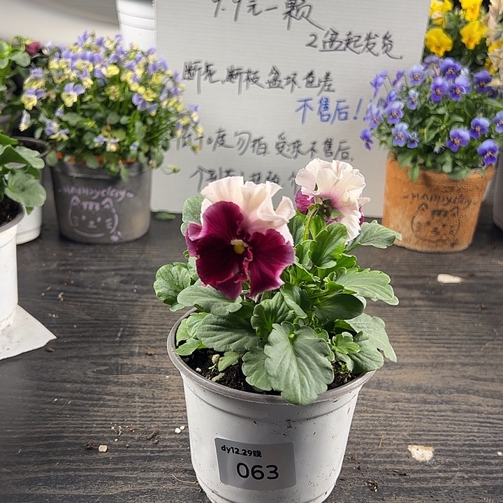 当前无花朵，栽培后可花朵063号