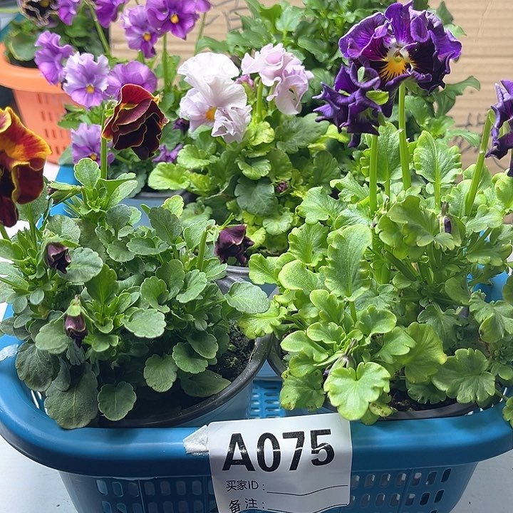 75号角堇清棚19.9米一筐