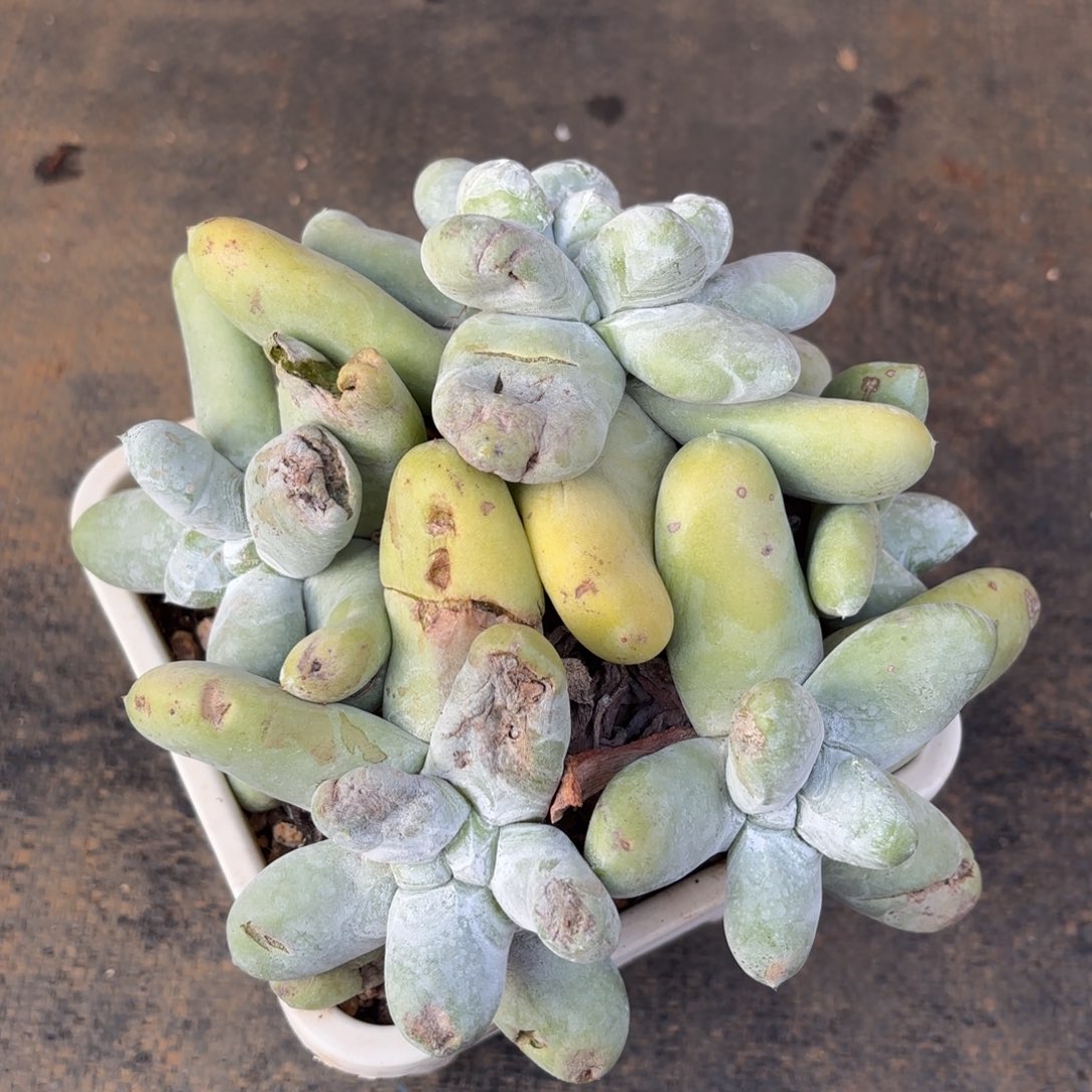 天***子拇指瑕疵出，仙女杯多肉