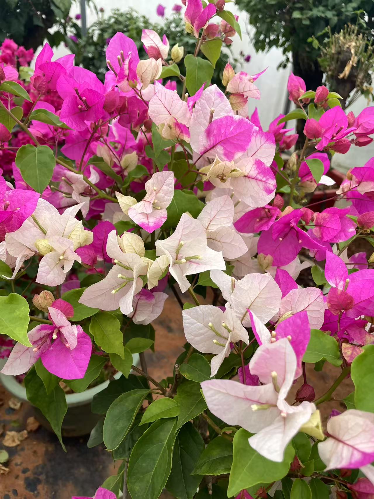 各种三角梅 中盆苗一物一拍（实物以直播间为准）