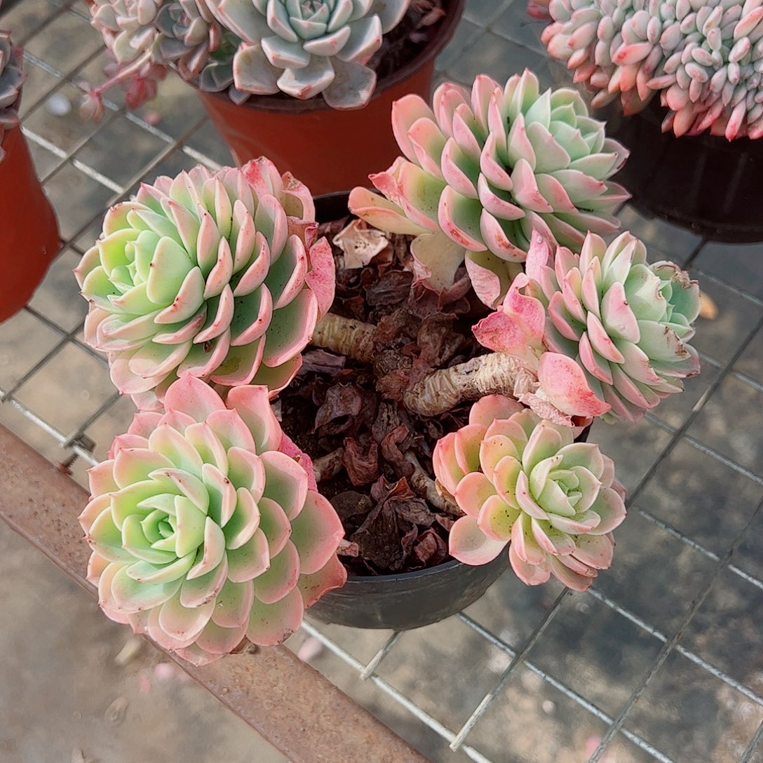 哈密瓜多头群生老桩特价