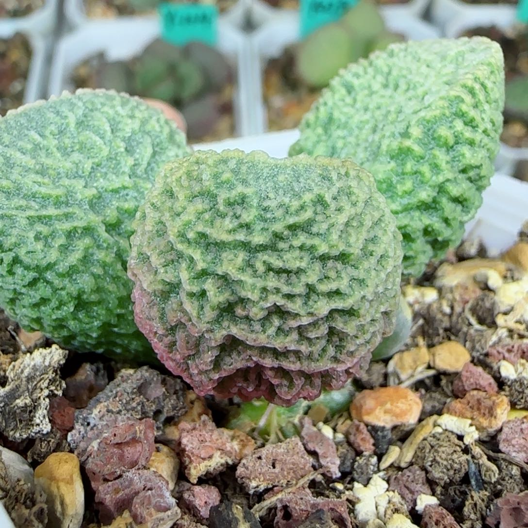 编号535底叶插一个，图为母本