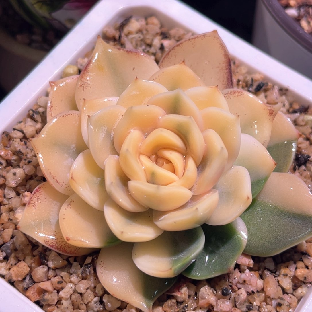 多肉特价雪兔锦宽锦