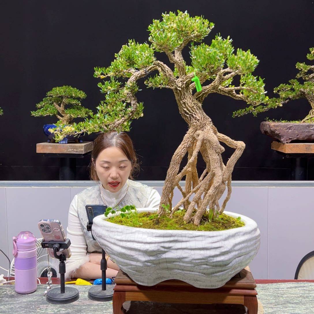 四季常青老桩黄杨盆景