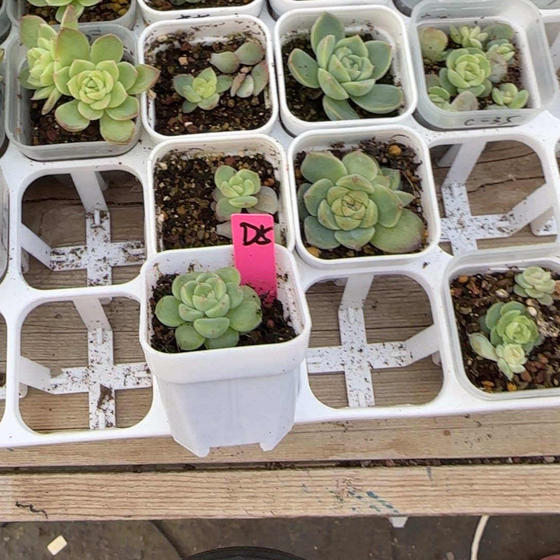 水***ᝰD5 盆一个满20包邮