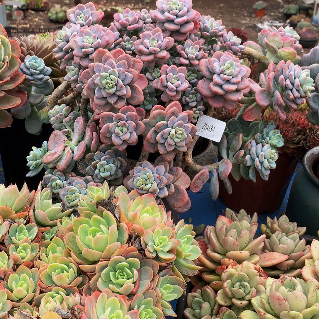 小***西红洛神25034吨肉多肉