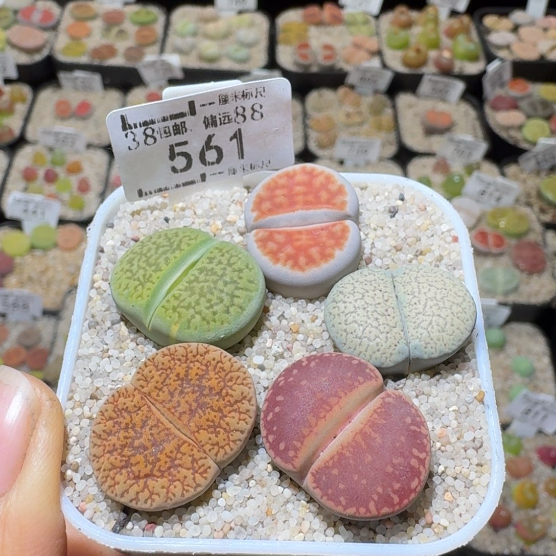 Sss精品便宜出了561