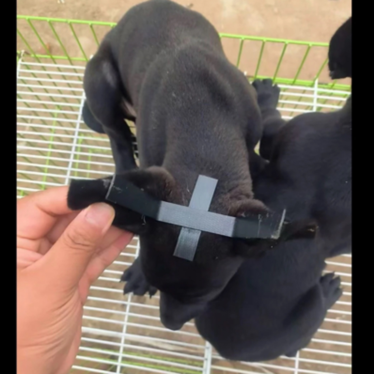 精品黑狼德牧适用的辅助立耳器