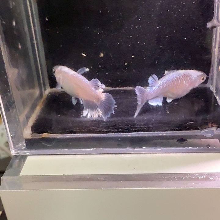 青鳉鱼一物一拍311