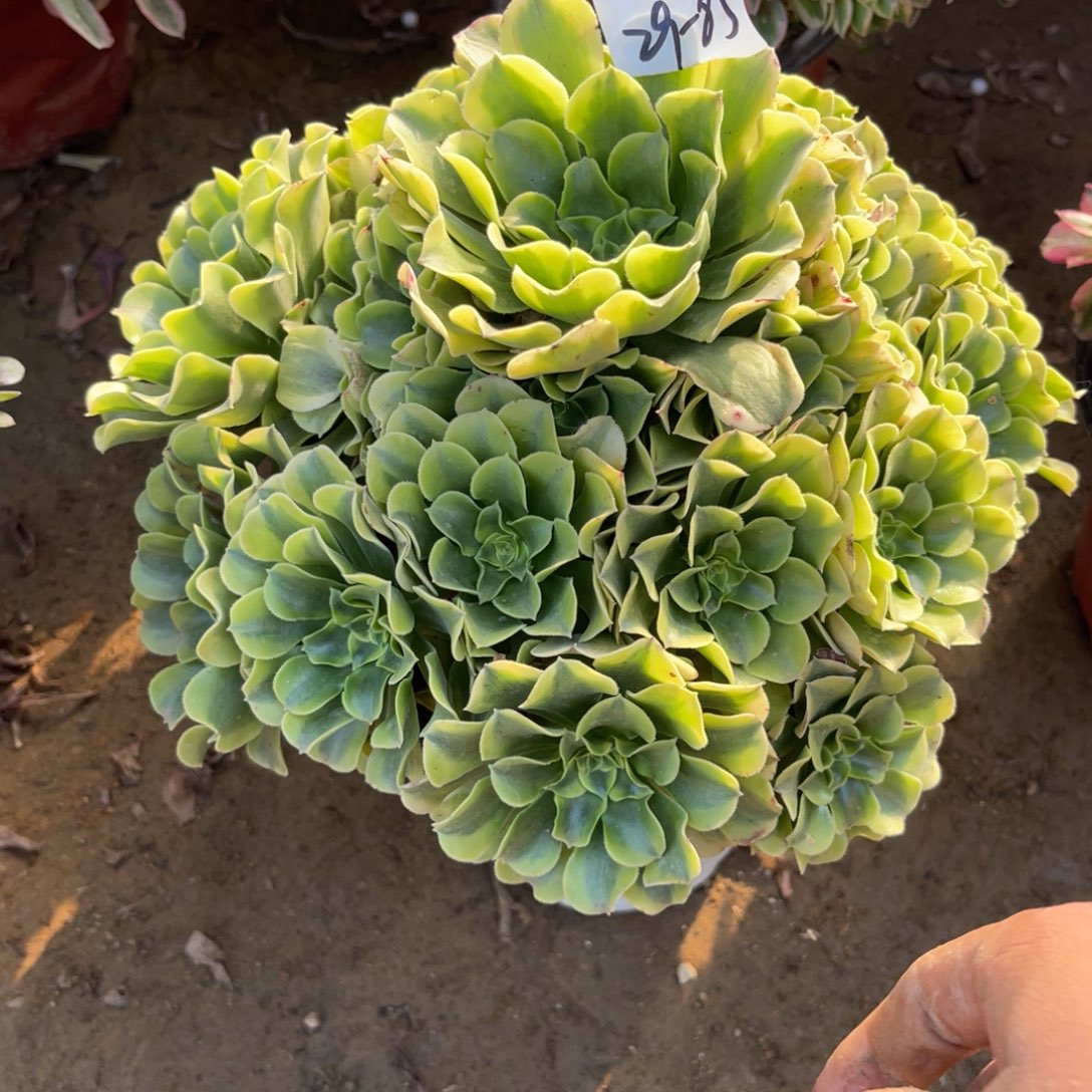 11-29-85绿豆沙法师锦