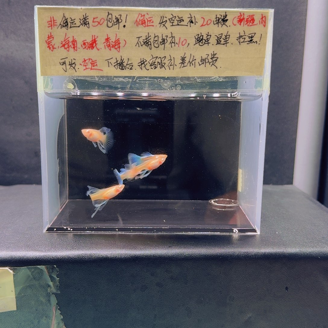 孔雀鱼蓝白绣球压成2公3母