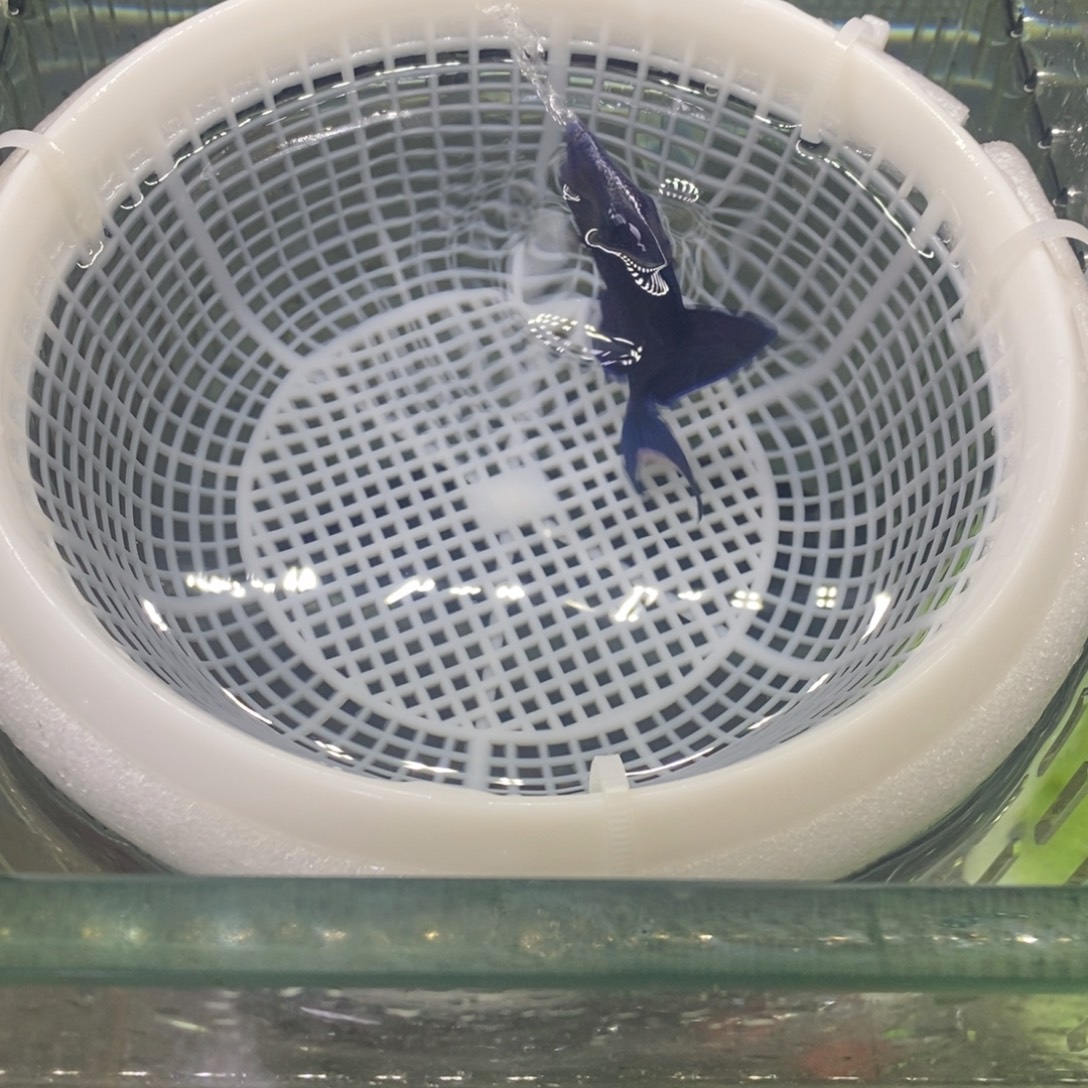 海水鱼魔鬼炮弹活动