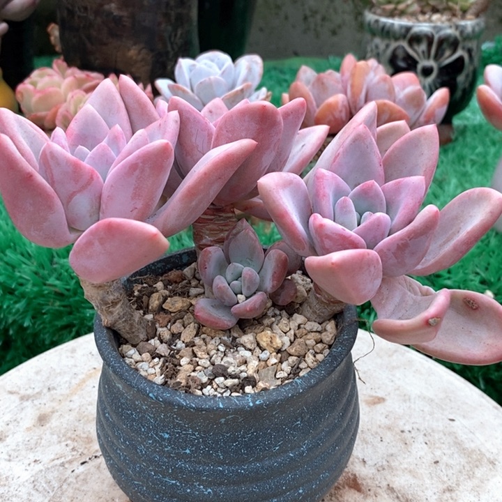 奥普琳娜小老桩无砍多肉