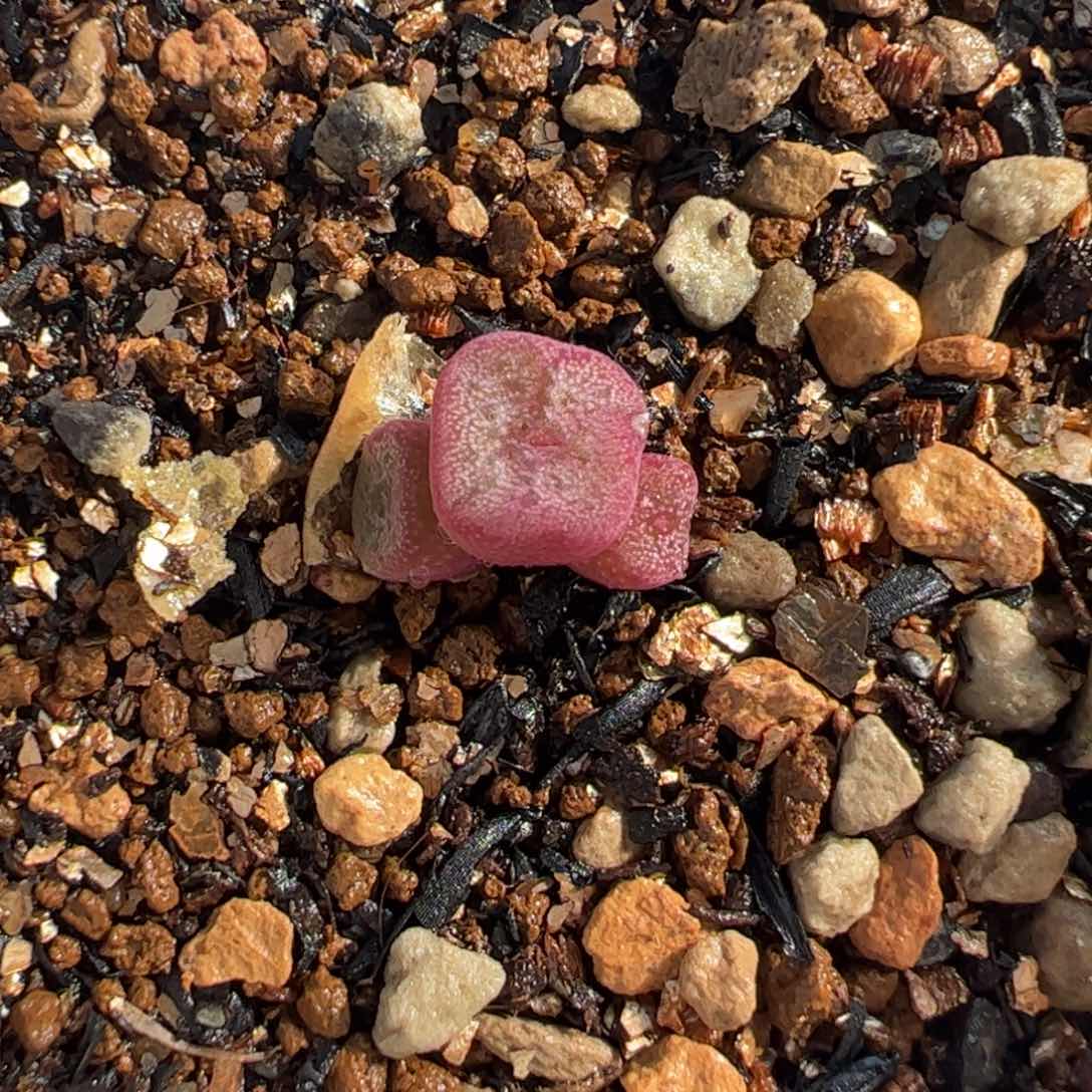 582多肉植物百科