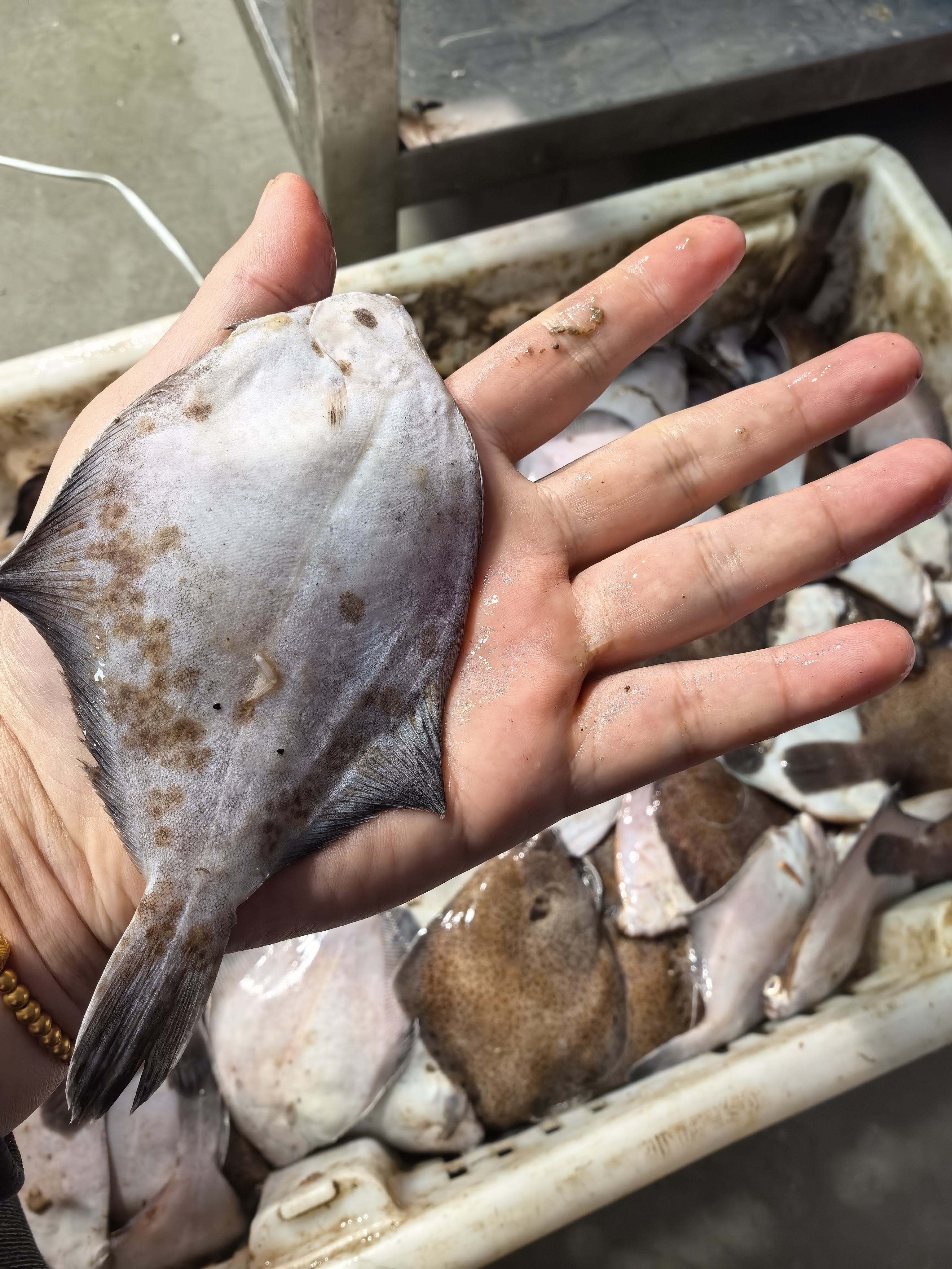 大连小船鼓眼鱼高眼鱼深海新鲜速冻鱼