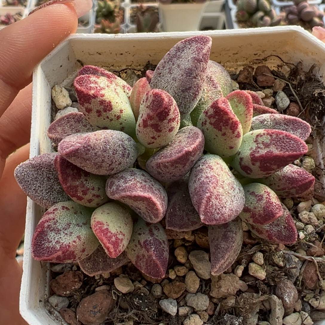 Av老桩多肉植物水泡