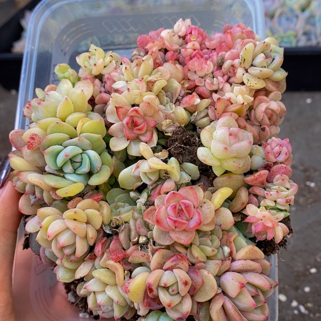 099的人都是这样吗。我