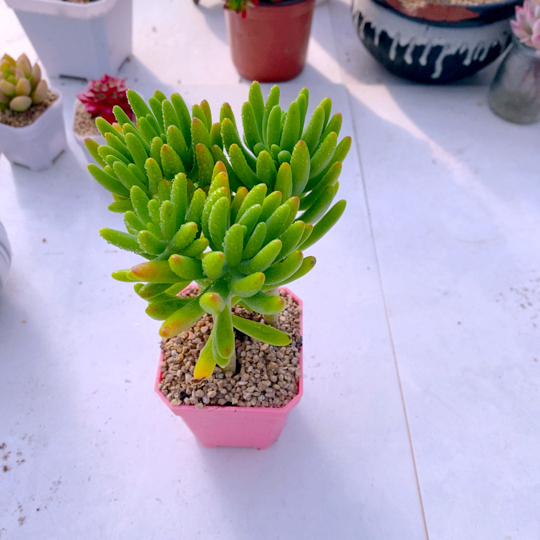 多肉植物八千代三颗50