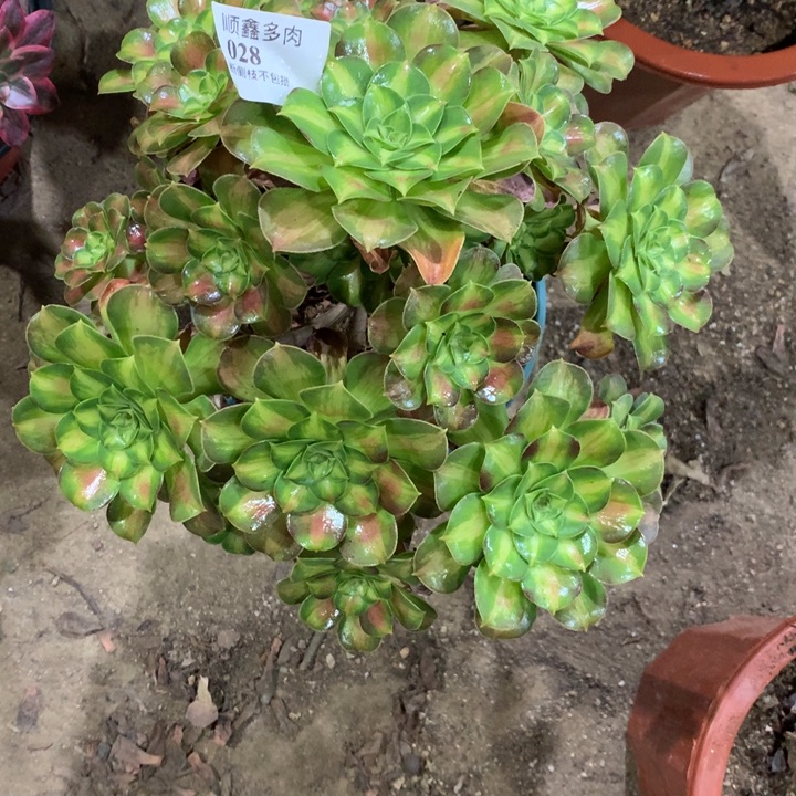 028韶华多肉植物特价