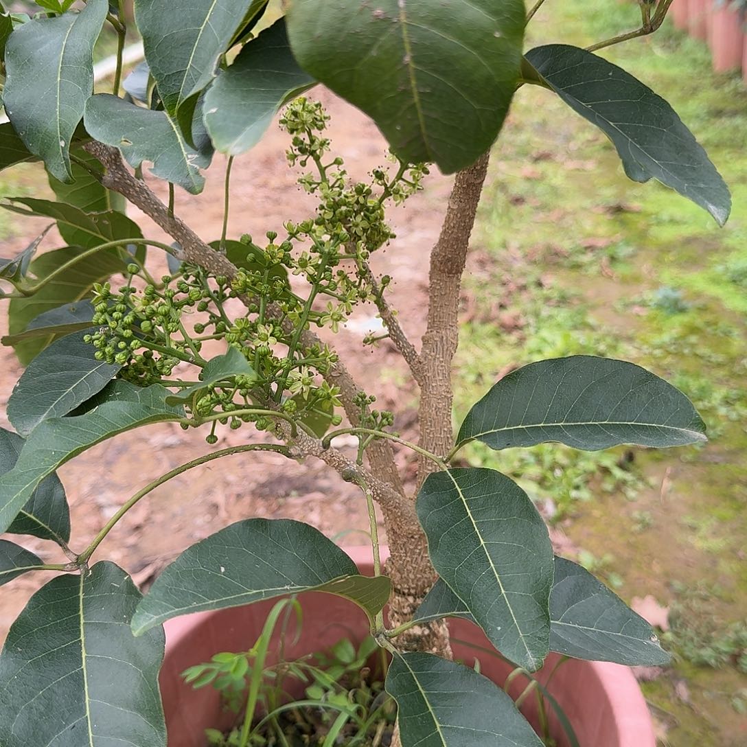 钱***具当前无花栽培后可以开花状元红