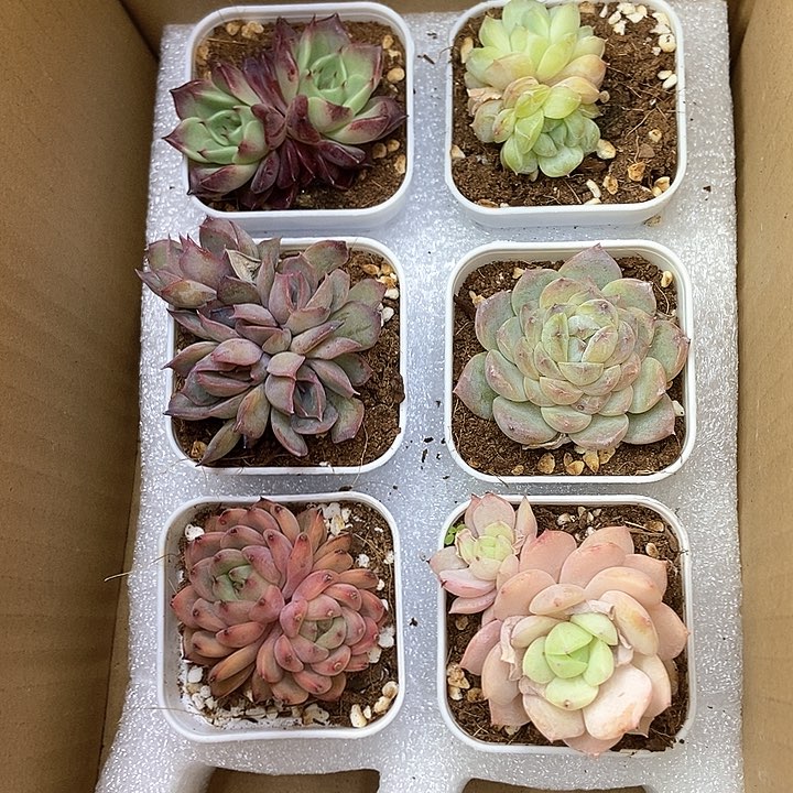 6颗一单包邮 3315