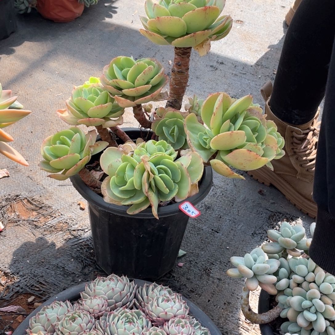 305碧桃 一物一拍多肉