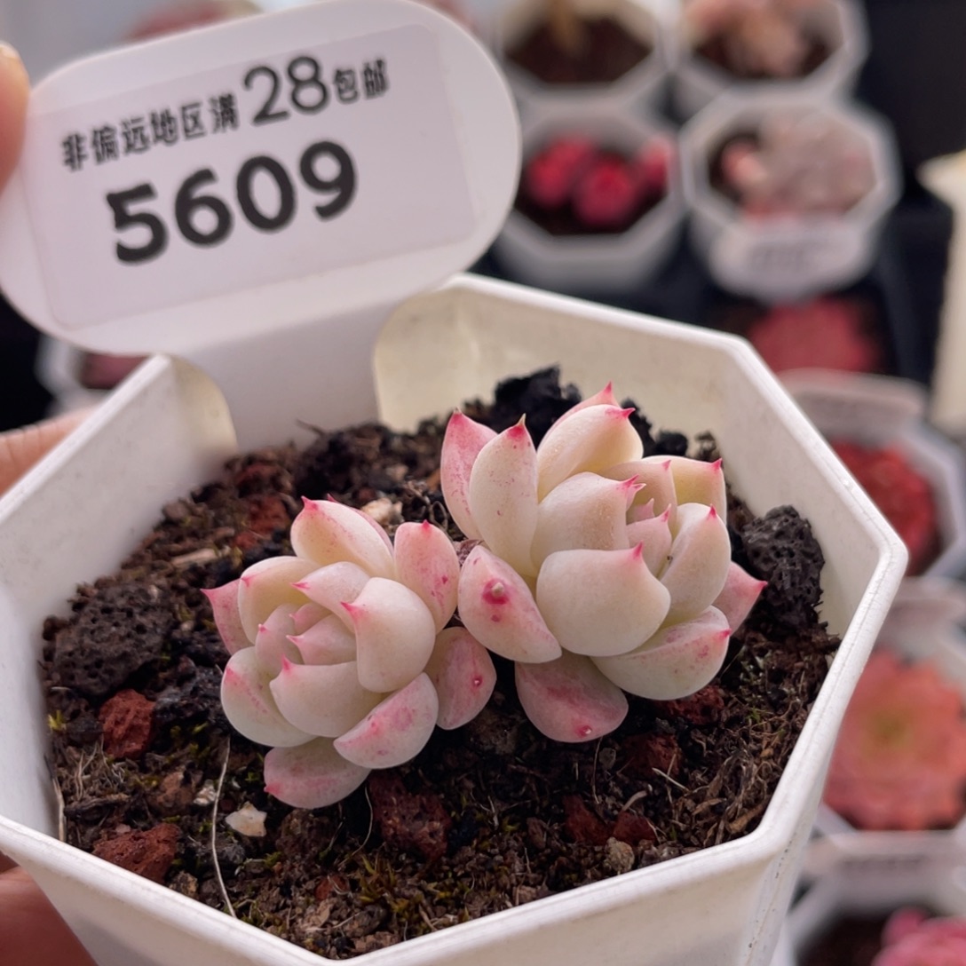 冰山5609-4.0厘米